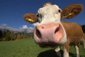 Close up of cow
