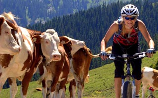 Mountain biker with cows